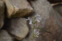 Nepeta royleana